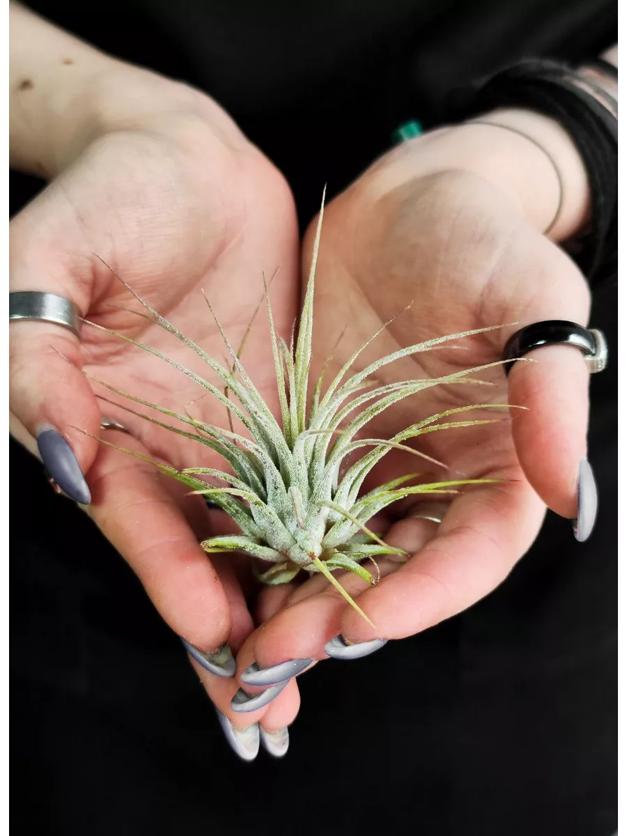 Тилландсия Ионанта Зеленая (Tillandsia Ionantha Green)