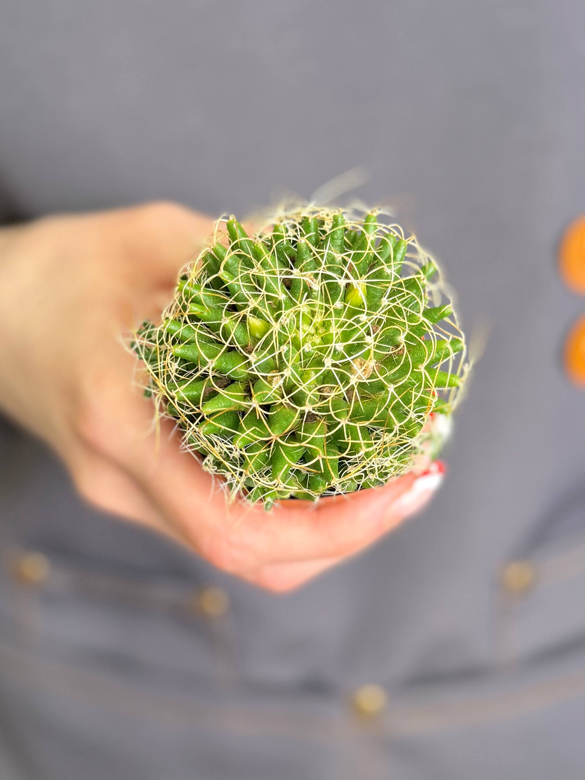 Маммиллярия Камптоприха (Mammillaria Camptotricha) D5см