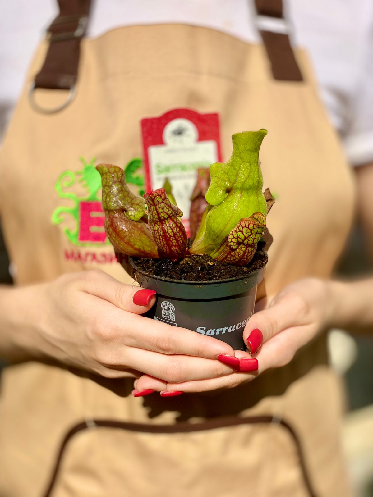 Саррацения Веноза Красная (Sarracenia Venosa Red) D9см