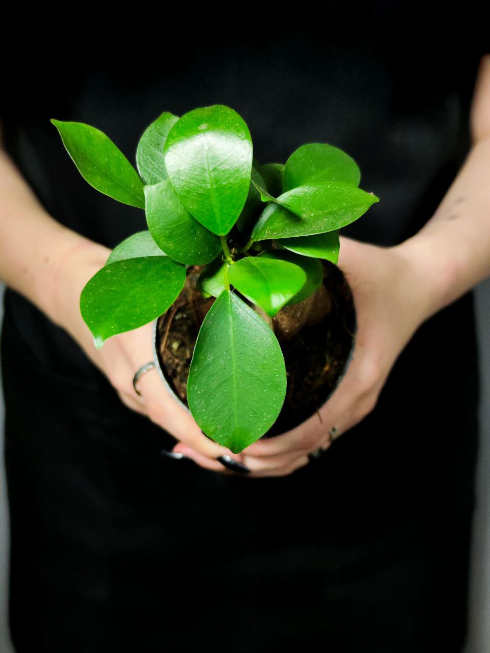 Фикус Гинсенг, или Фикус Женьшень (Ficus Ginseng) D9см