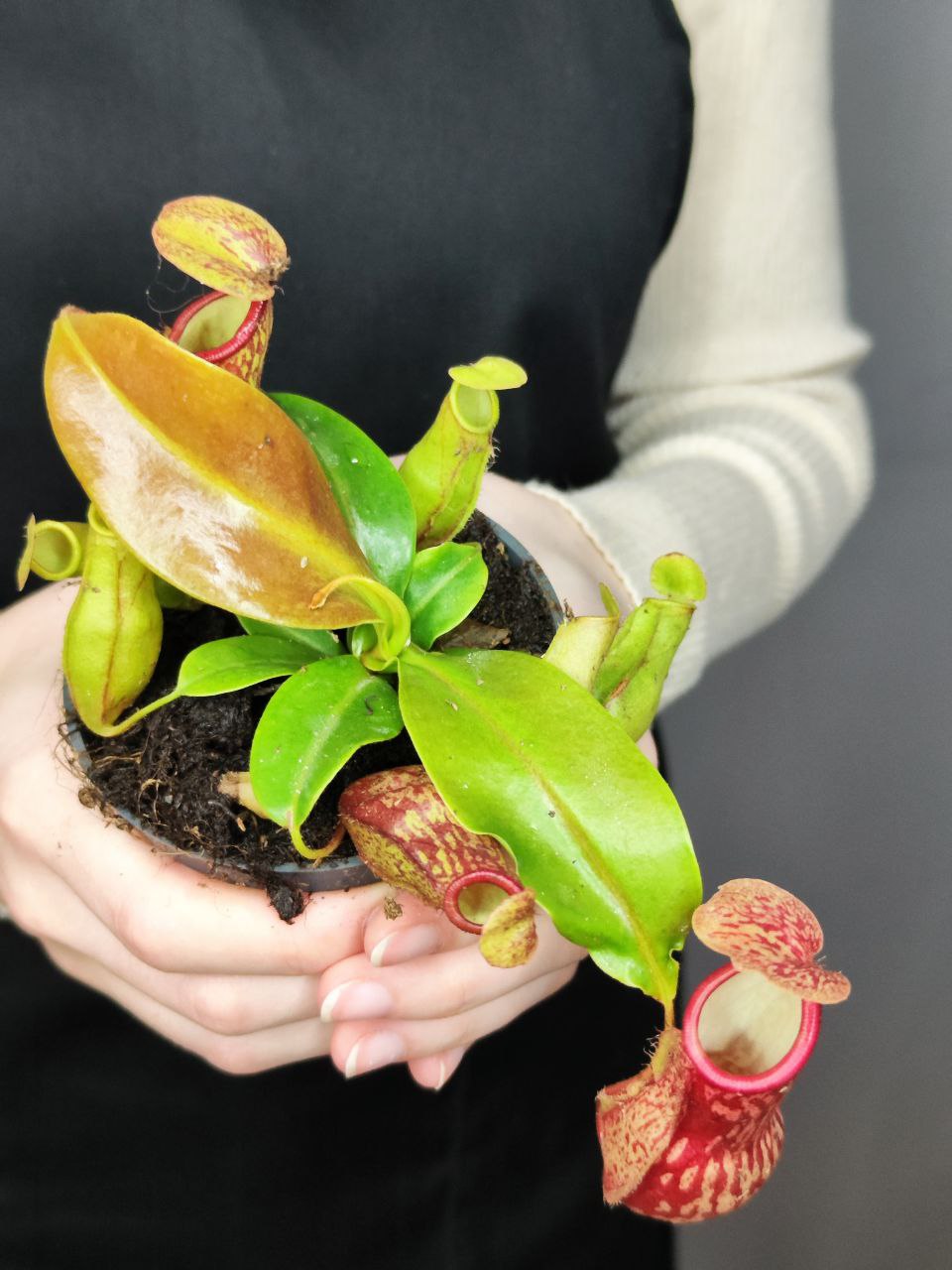 Непентес Гая (Nepenthes Gaya) D9см