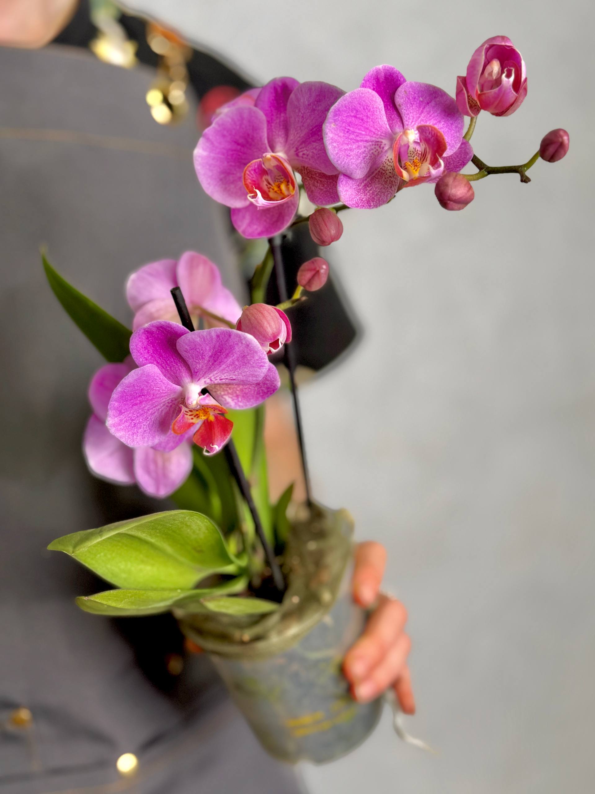 Орхидея Фаленопсис Пурпл Пинк (Phalaenopsis Purple Pink) D9см