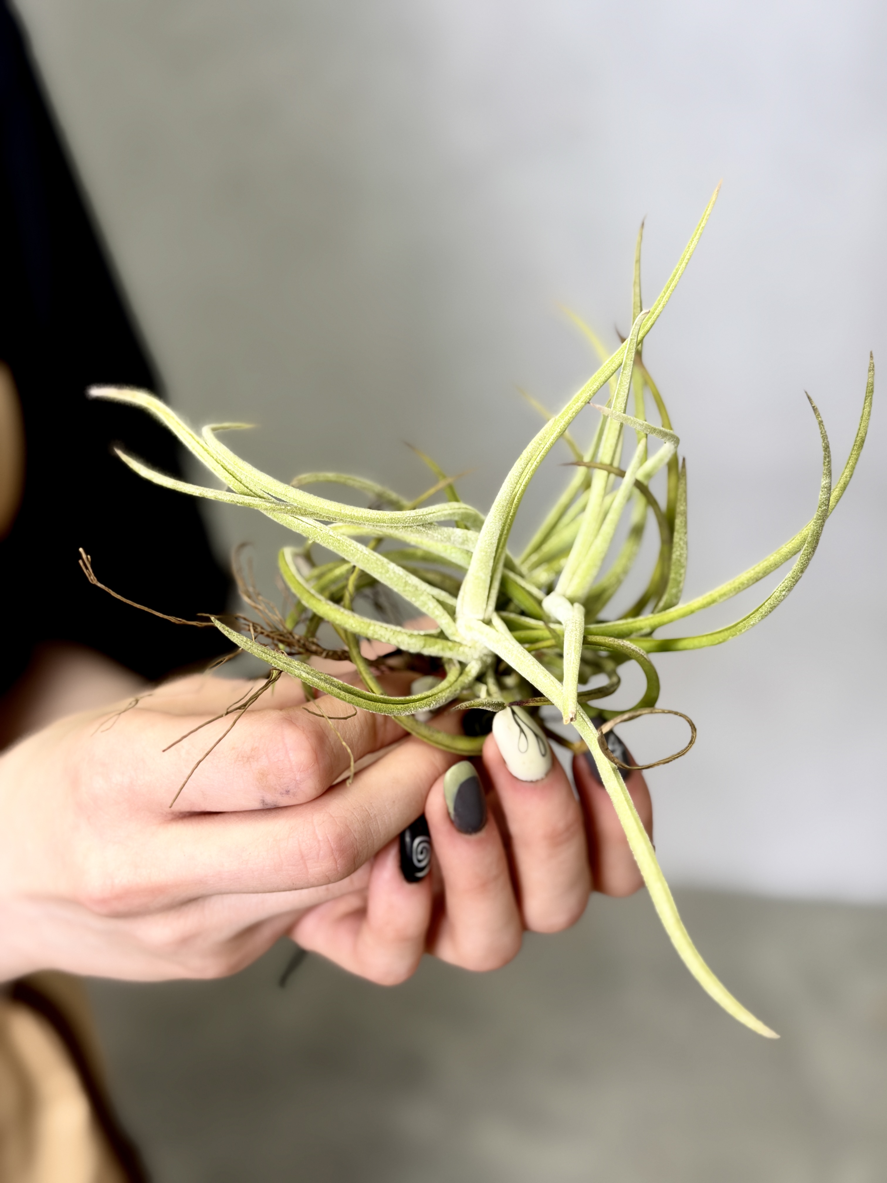 Тилландсия Глабиор (Tillandsia Glabior)