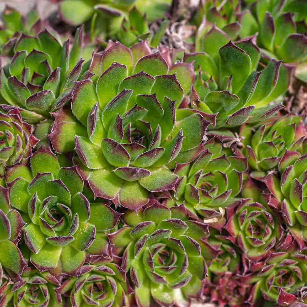 Молодило Кровельное (Sempervivum Tectorum) D5см
