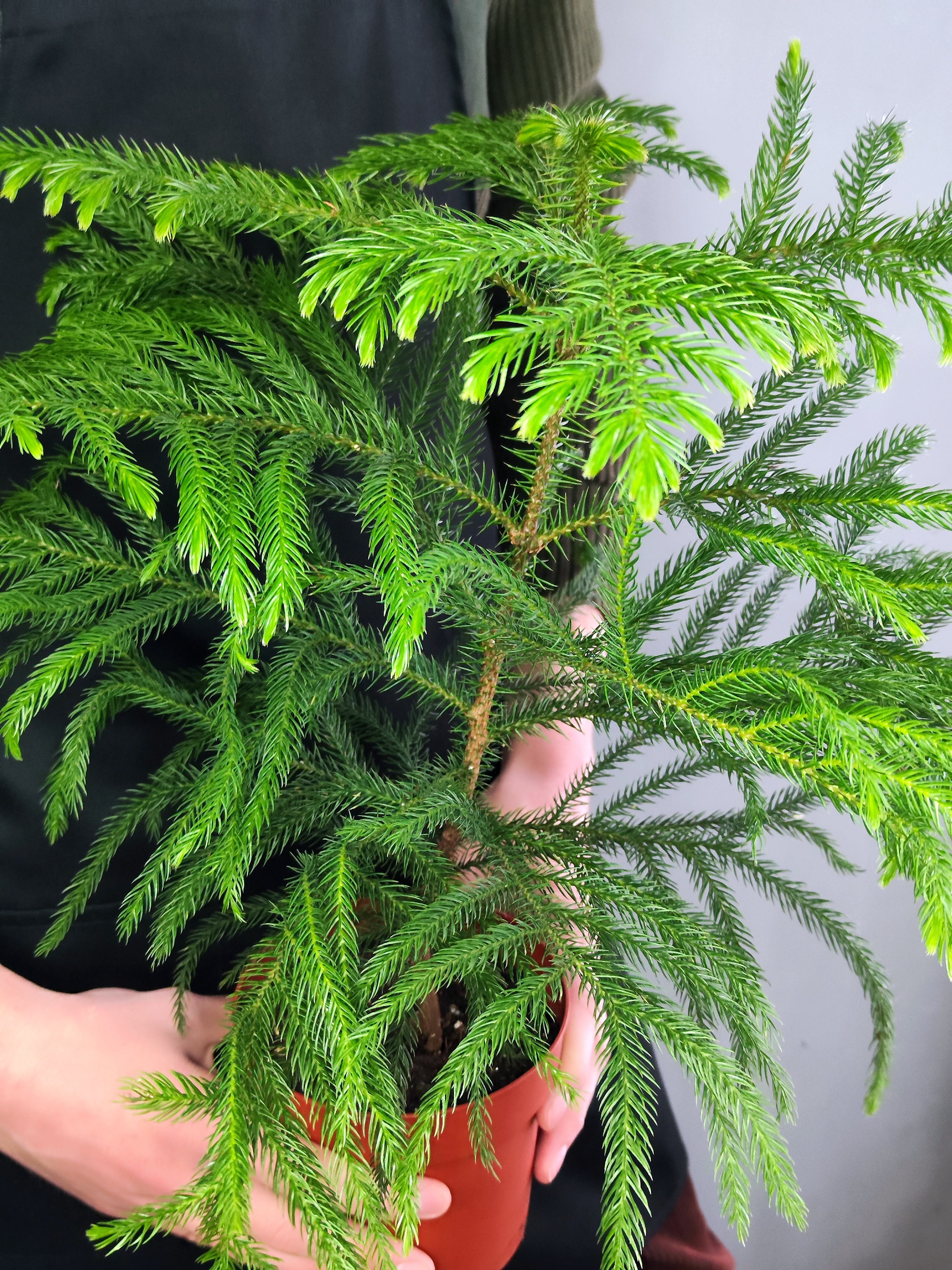 Араукария Разнолистная (Araucaria Heterophylla) D14см