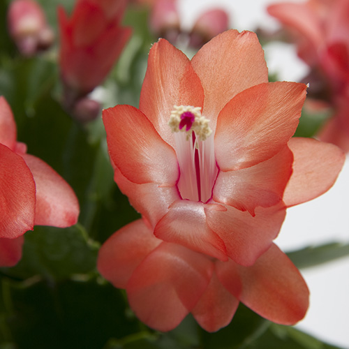 Декабрист Оранжевый, или Шлюмбергера (Schlumbergera Tendenza Orange) D6см