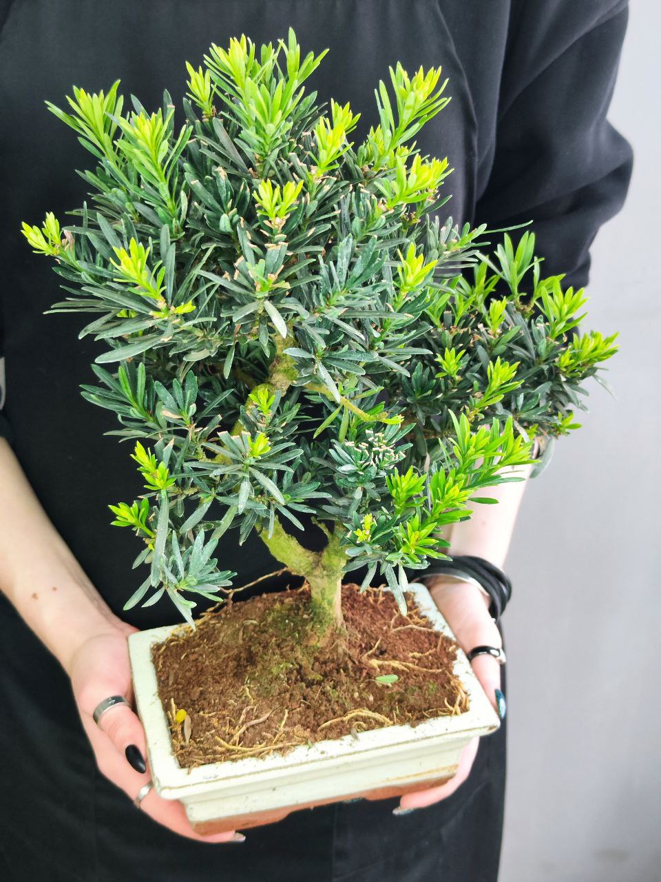 Бонсай Подокарпус (Bonsai Podocarpus)
