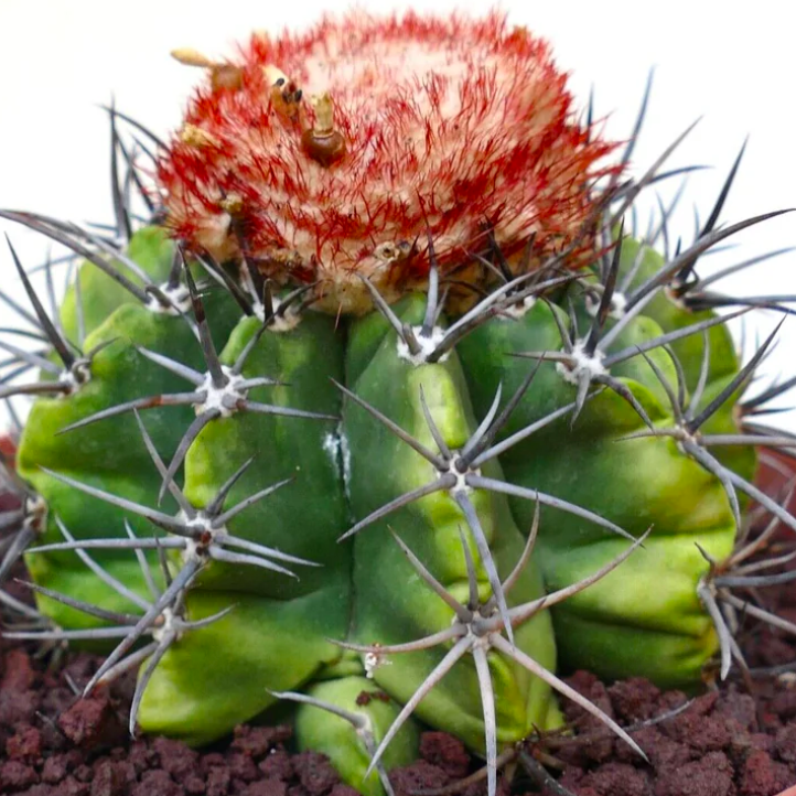 Мелокактус Байский (Melocactus Bahiensis) D5см