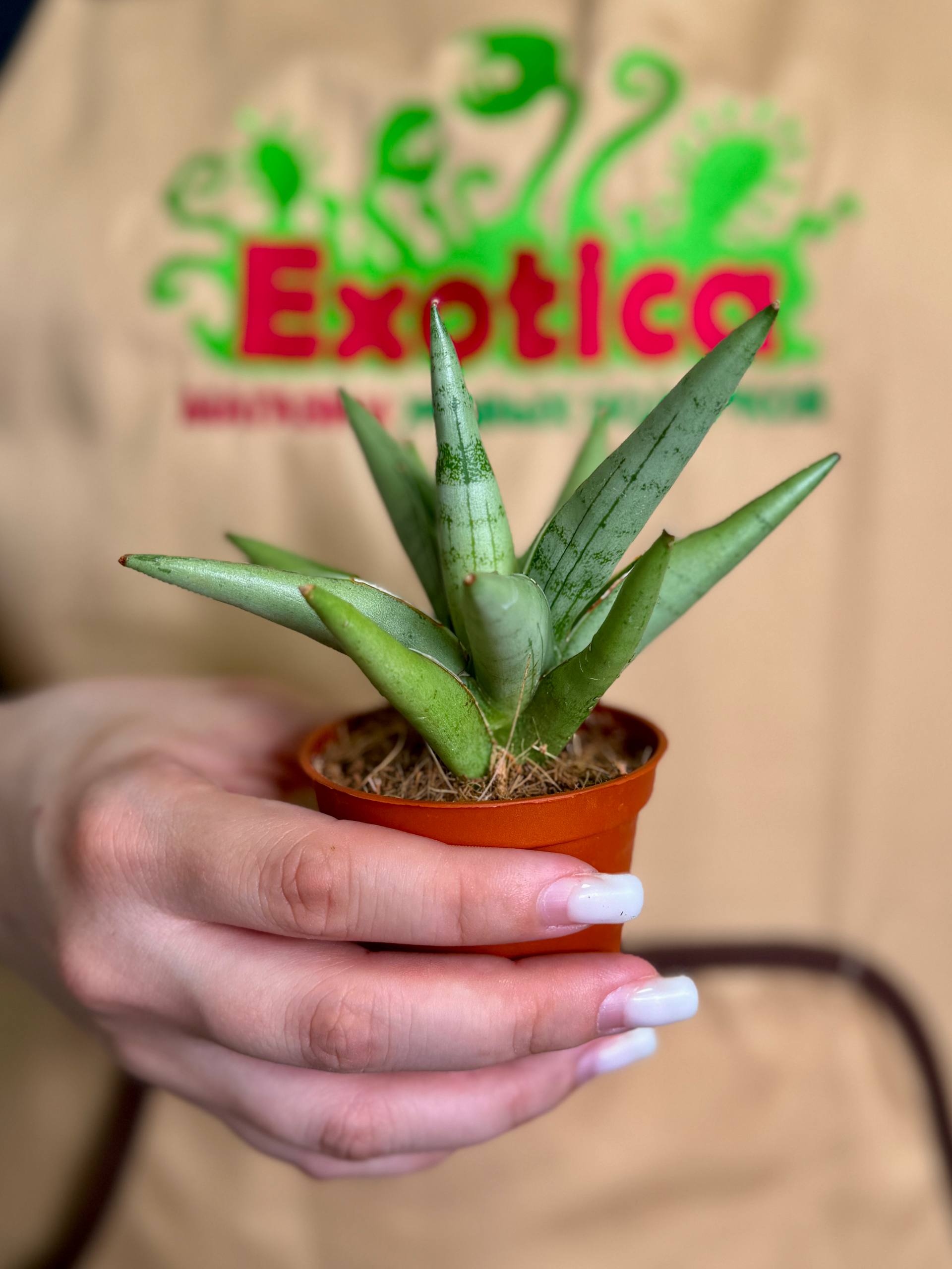Сансевиерия Сильвер Кроун (Sansevieria Silver Crown) D6см