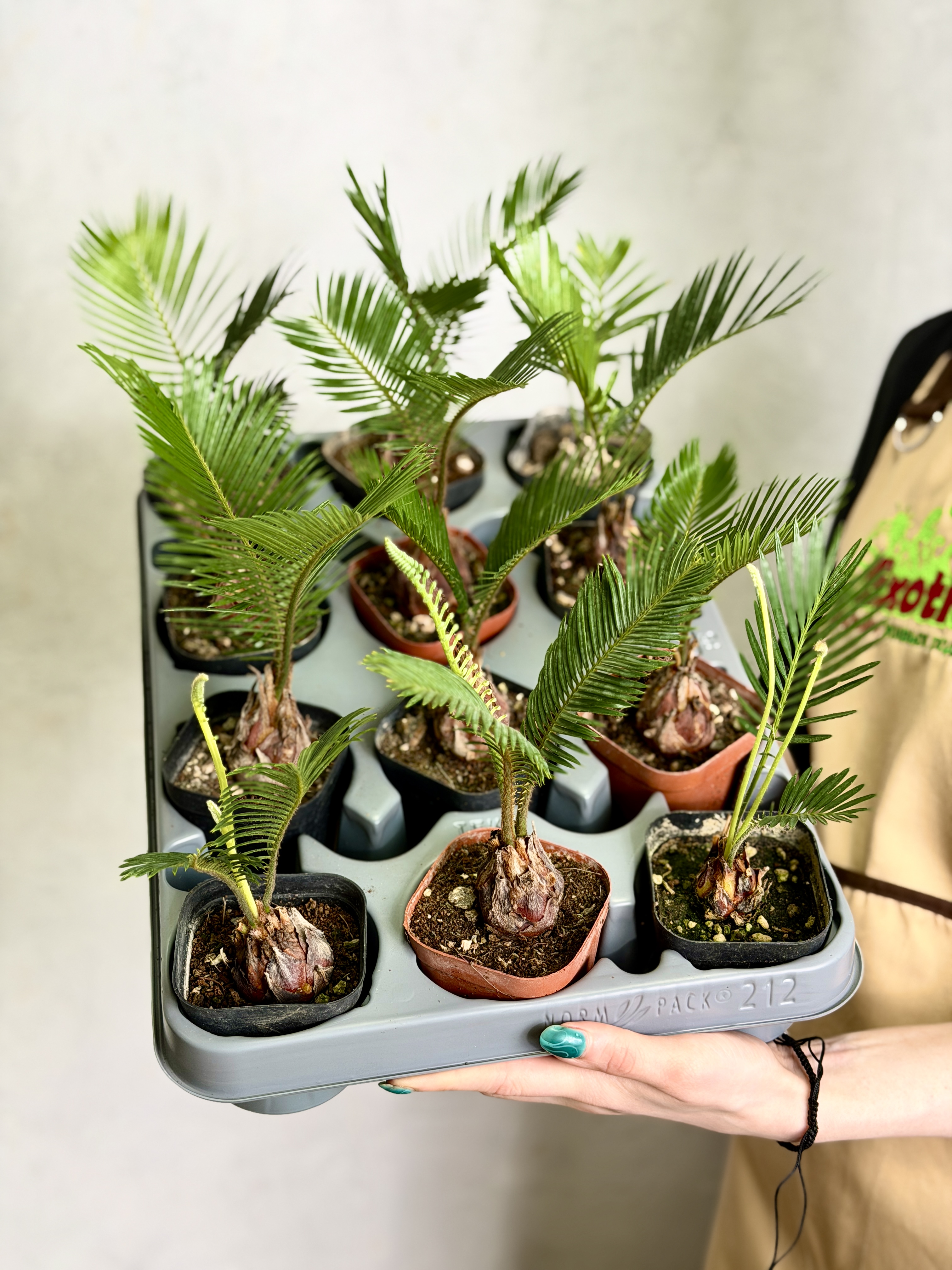 Цикас Революта, или Саговник Поникающий (Cycas Revoluta) D7см