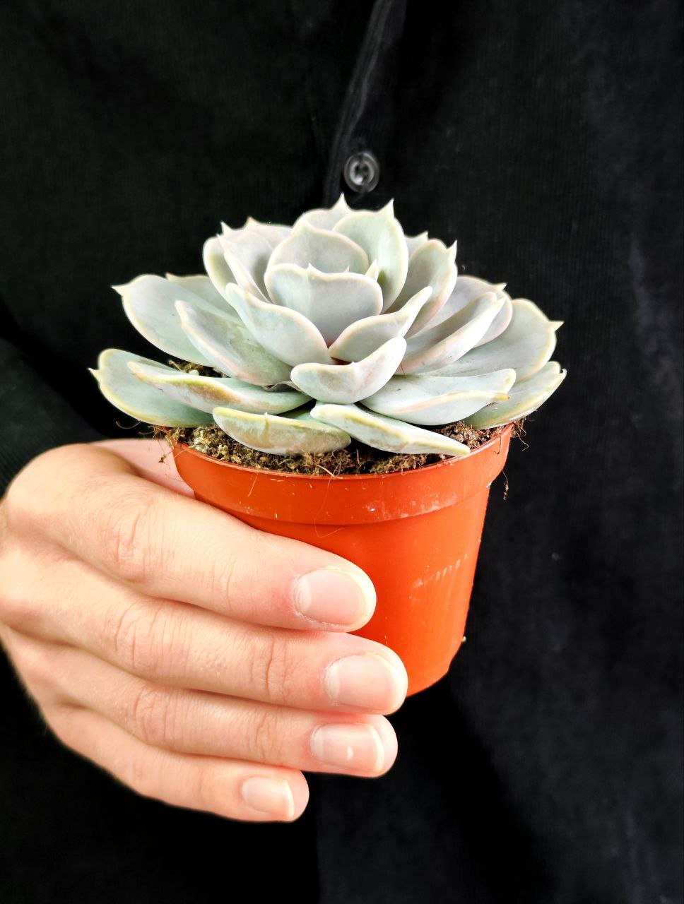 Эхеверия Лиловая, или Эхеверия Лилацина (Echeveria Lilacina) D8см