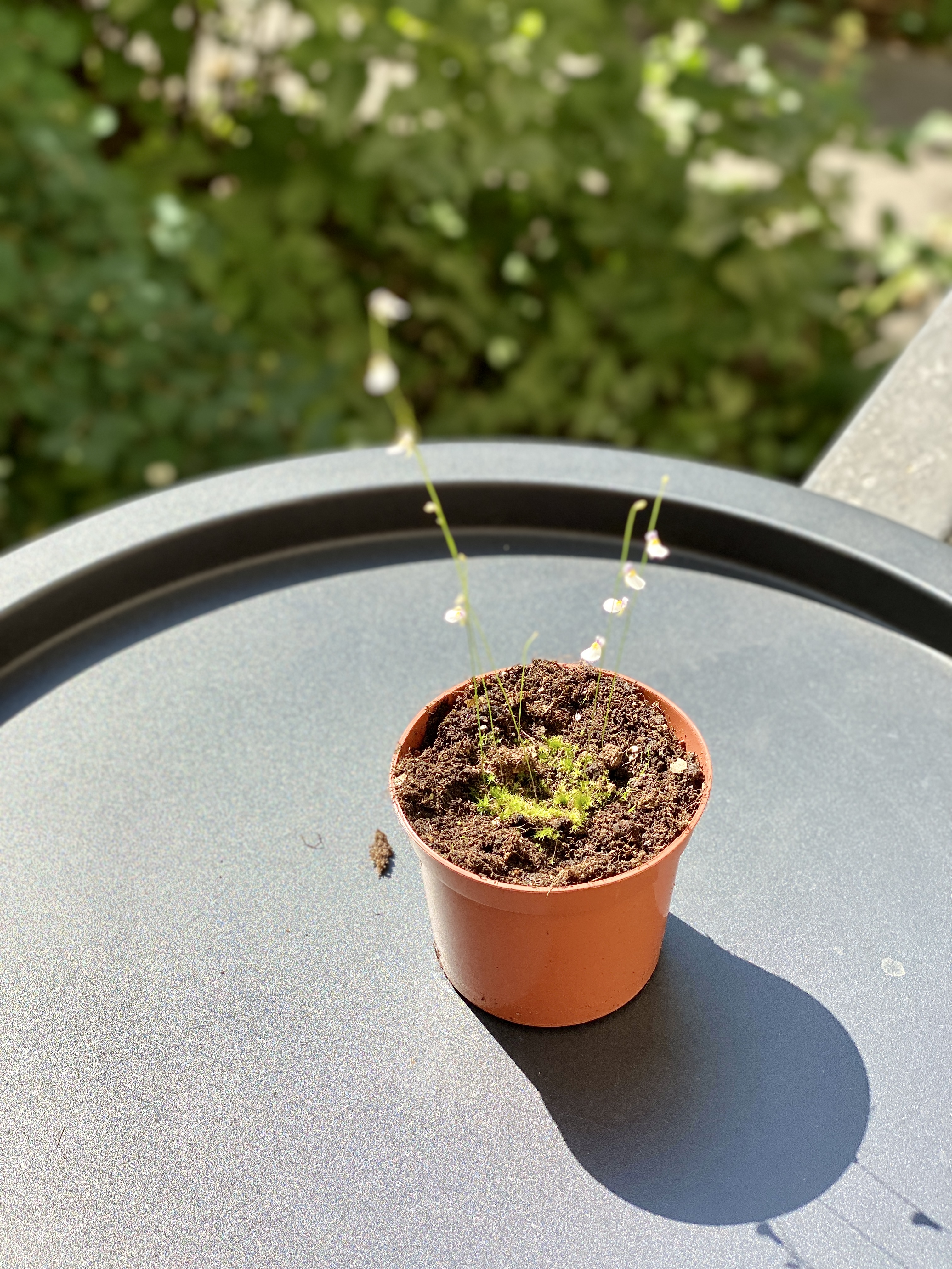 Пузырчатка девственная (Ultricularia Parthenopipes) D9см