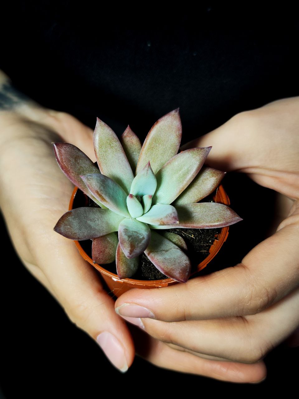 Эхеверия Колората Брандта (Echeveria Colorata Brandtii) D5см