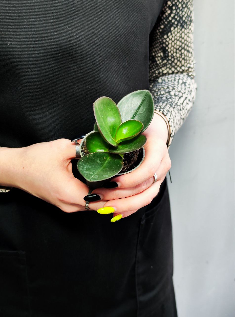 Пеперомия Клузиелистная Ред Маргин (Peperomia Сlusiifolia Red Margin) D5см