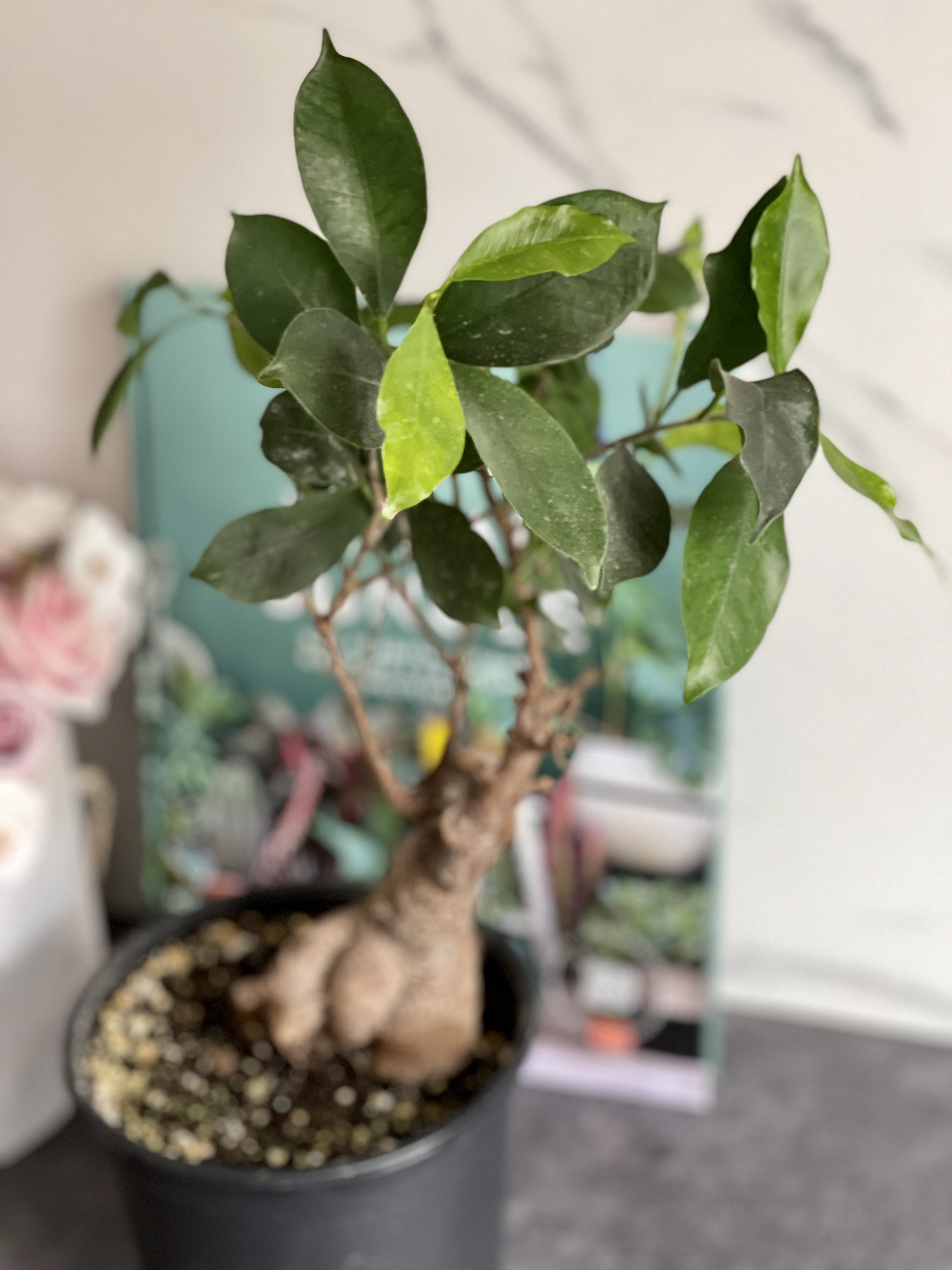 Бонсай Фикус микрокарпа (Ficus microcarpa) D15см (уцененный)