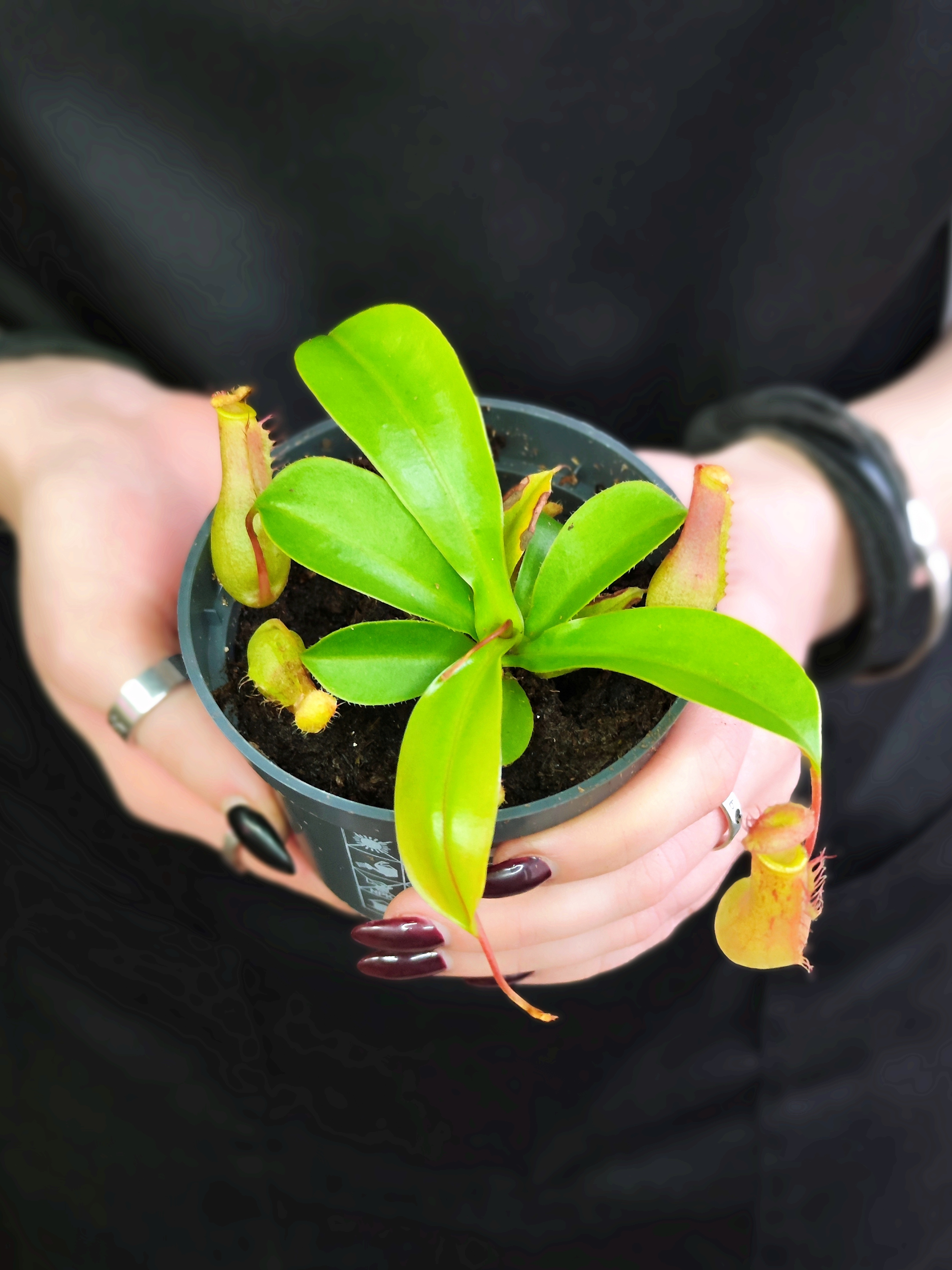 Непентес Вентрата (Nepenthes Ventrata) D9см