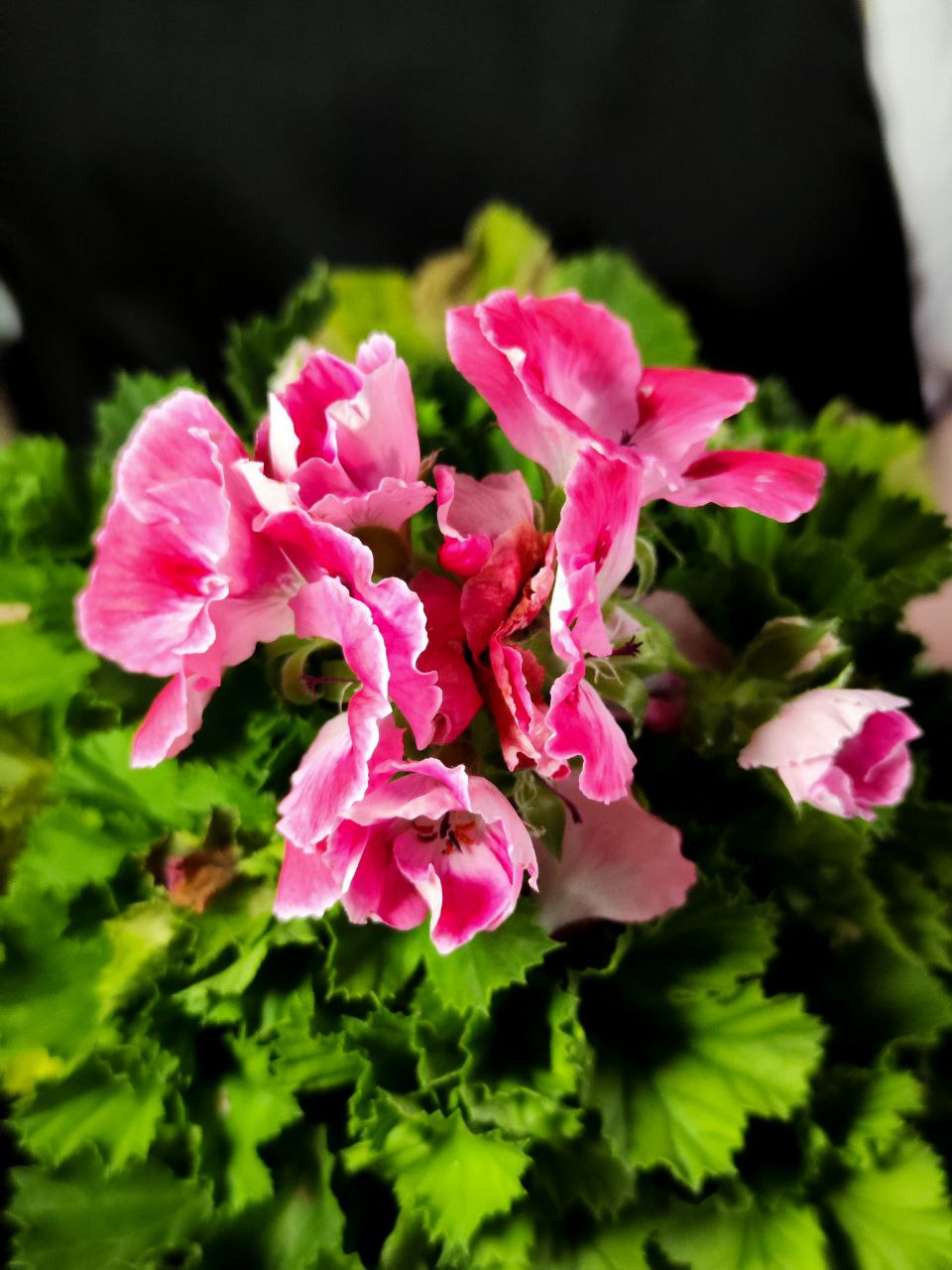 Герань, или Пеларгония Крупноцветковая (Pelargonium Grandiflorum) D12см
