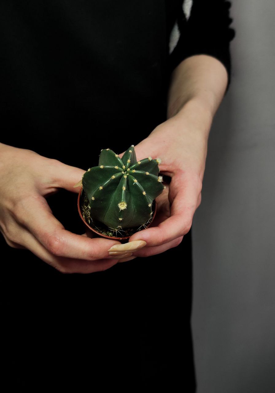 Эхиноцереус Инермис (Echinocereus Inermis) D5см