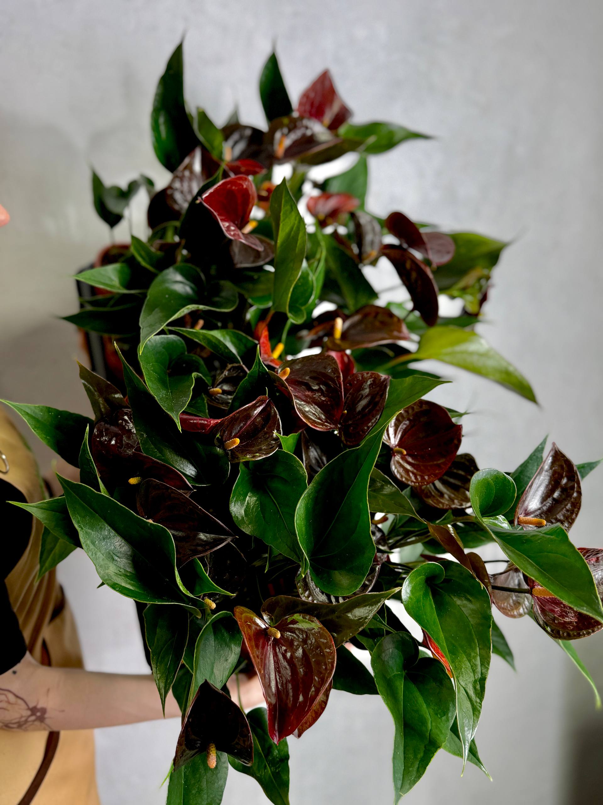 Антуриум Челси Шоколад (Anthurium Andreanum Chelsey Chocolate) D12см