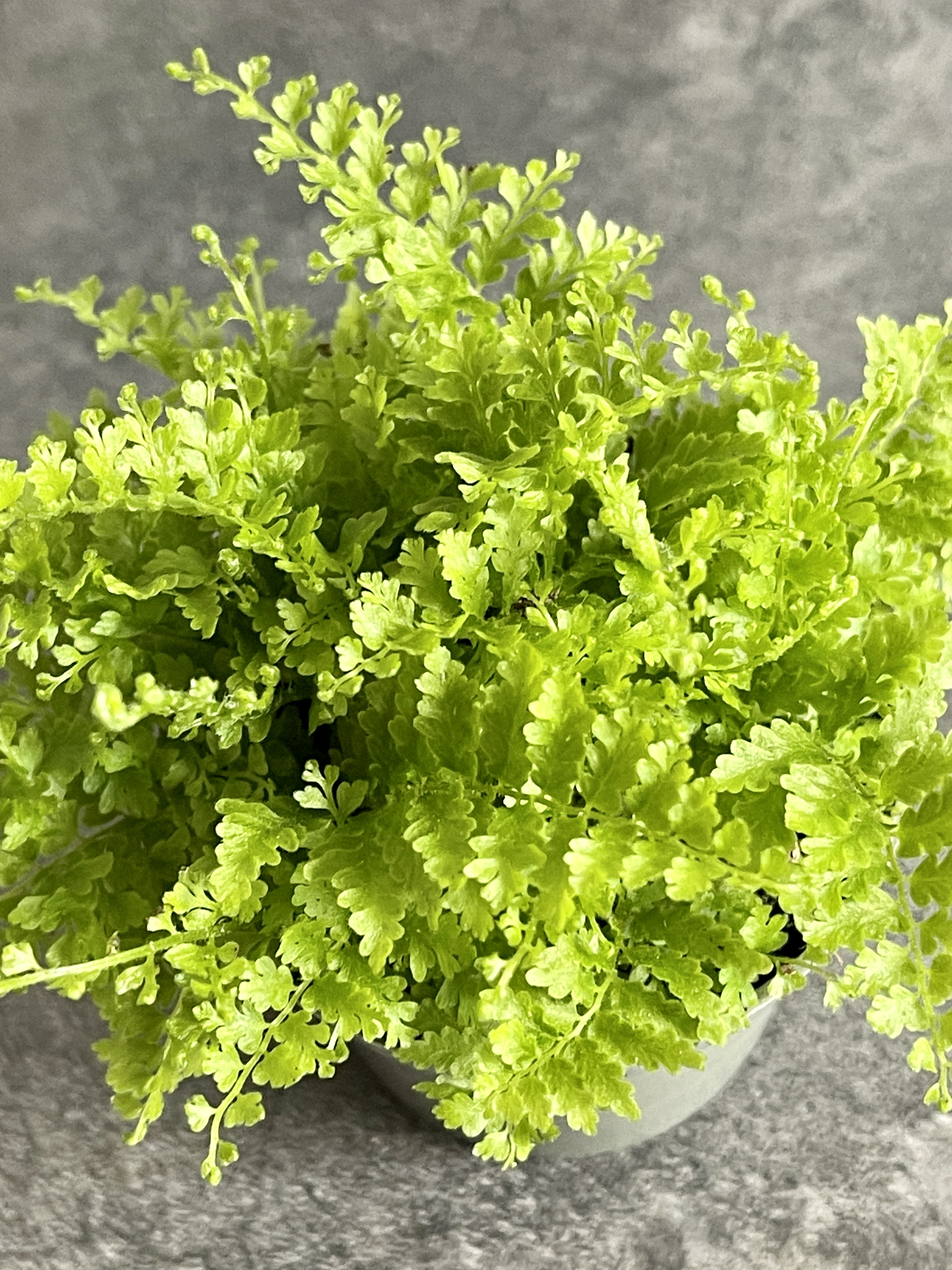 Нефролепис Коттон Кэнди (Nephrolpis Exaltata Cotton Candy) D6см