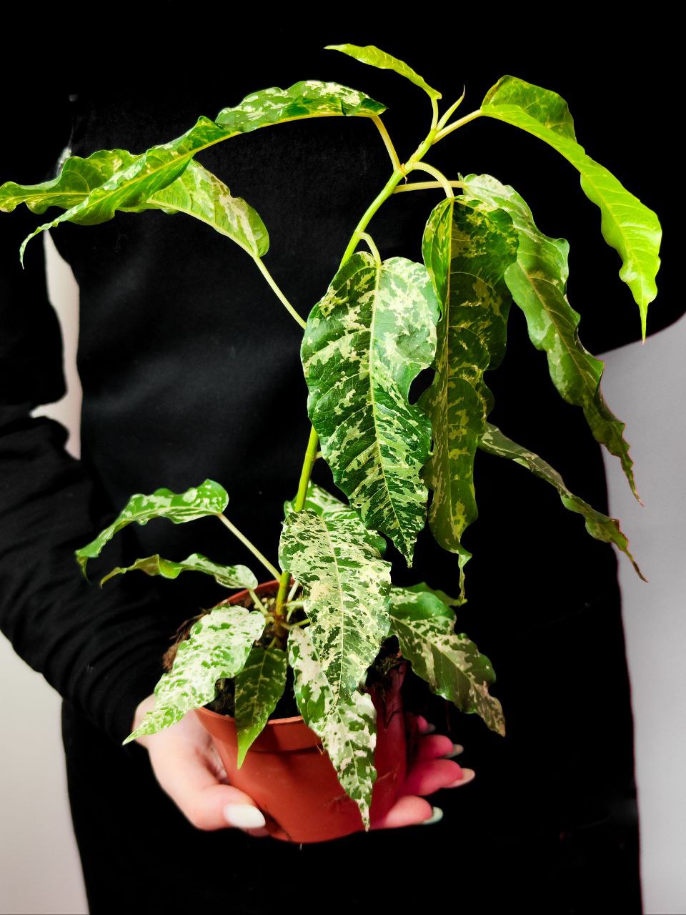Фикус Сноушторм (Ficus Snowstorm) D8см