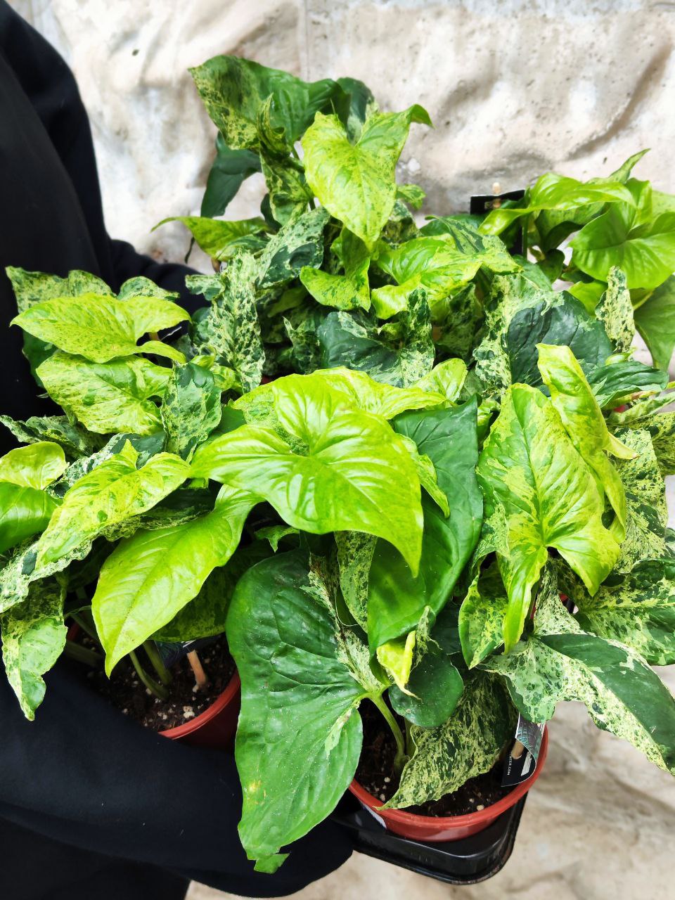 Сингониум Моттлед (Syngonium Mottled) D12см