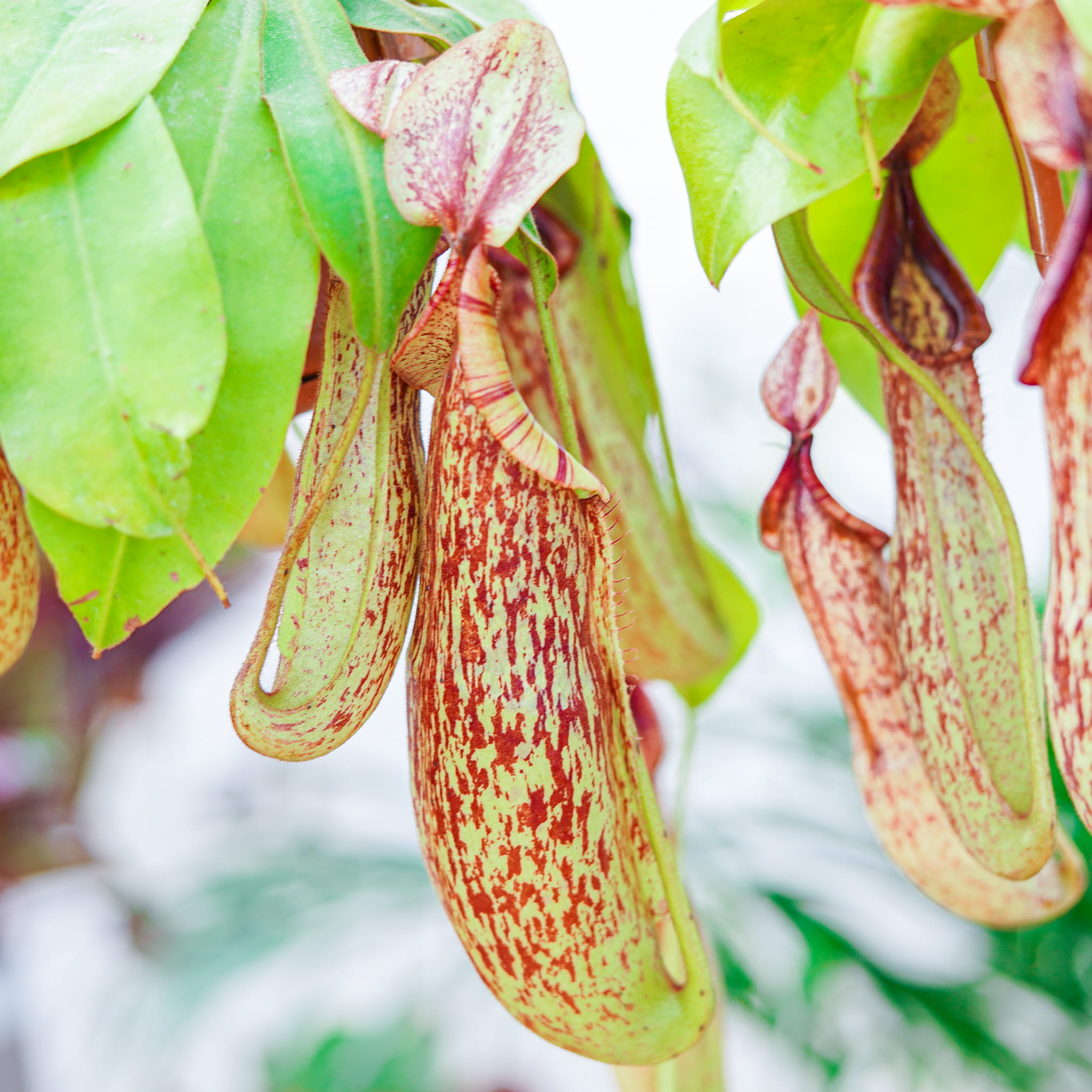 Непентес Мохито (Nepenthes Mojito) D14см