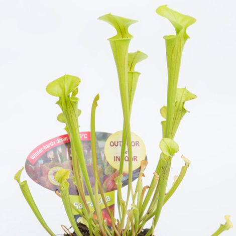 Саррацения Флава (Sarracenia Flava) D9см