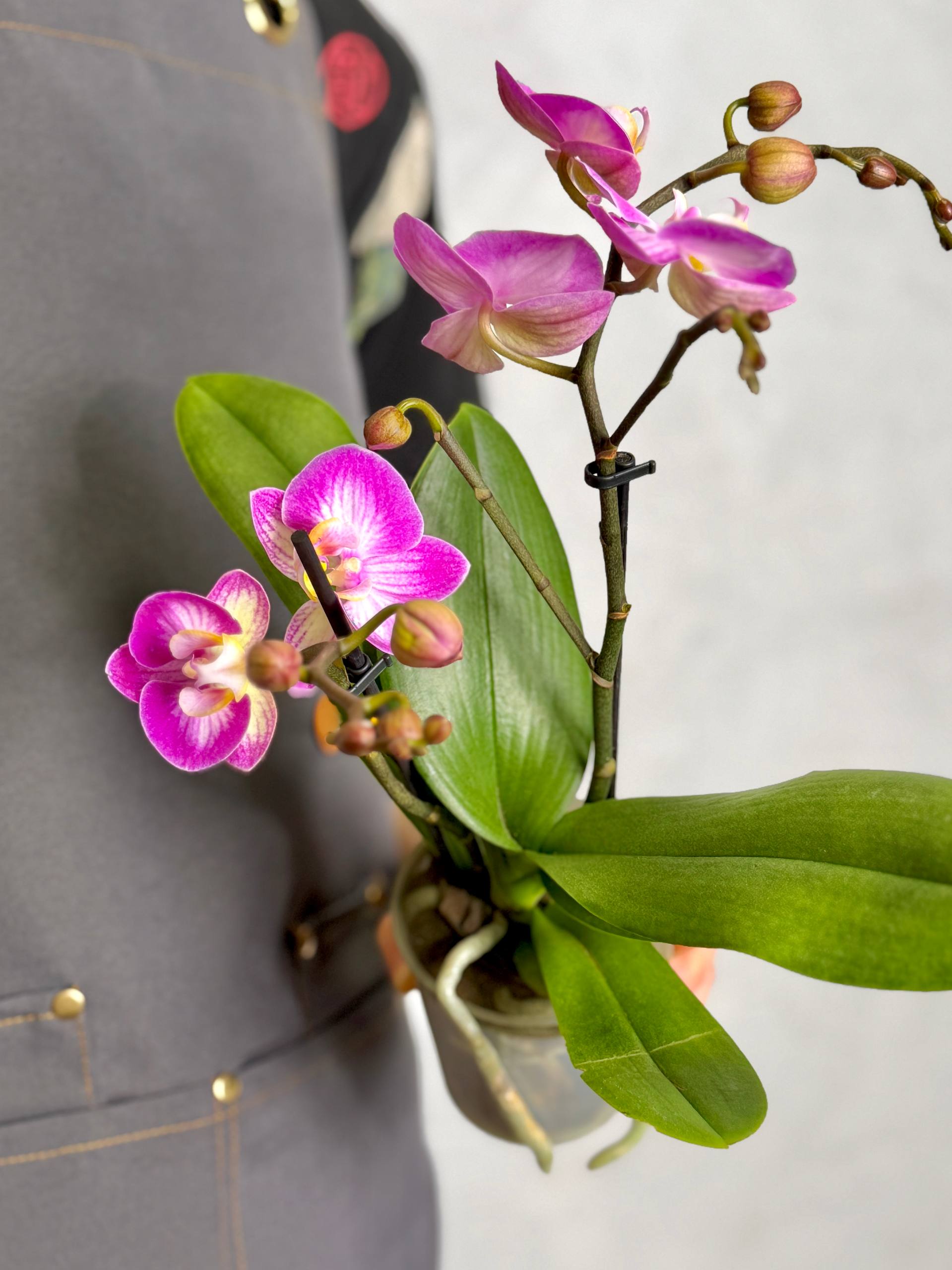 Орхидея Фаленопсис Розовый Кварц, или Сплит (Phalaenopsis Split) D9см