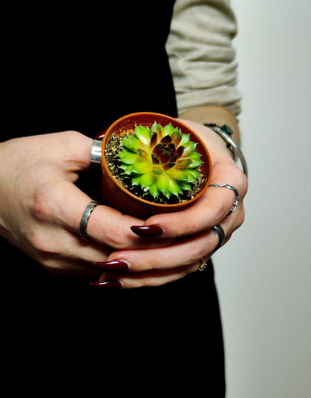 Молодило Кассиопея (Sempervivum Cassiopeia) D5см