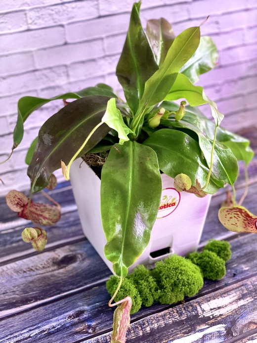 Непентес Гая (Nepenthes Gaya) пересаженный D17см
