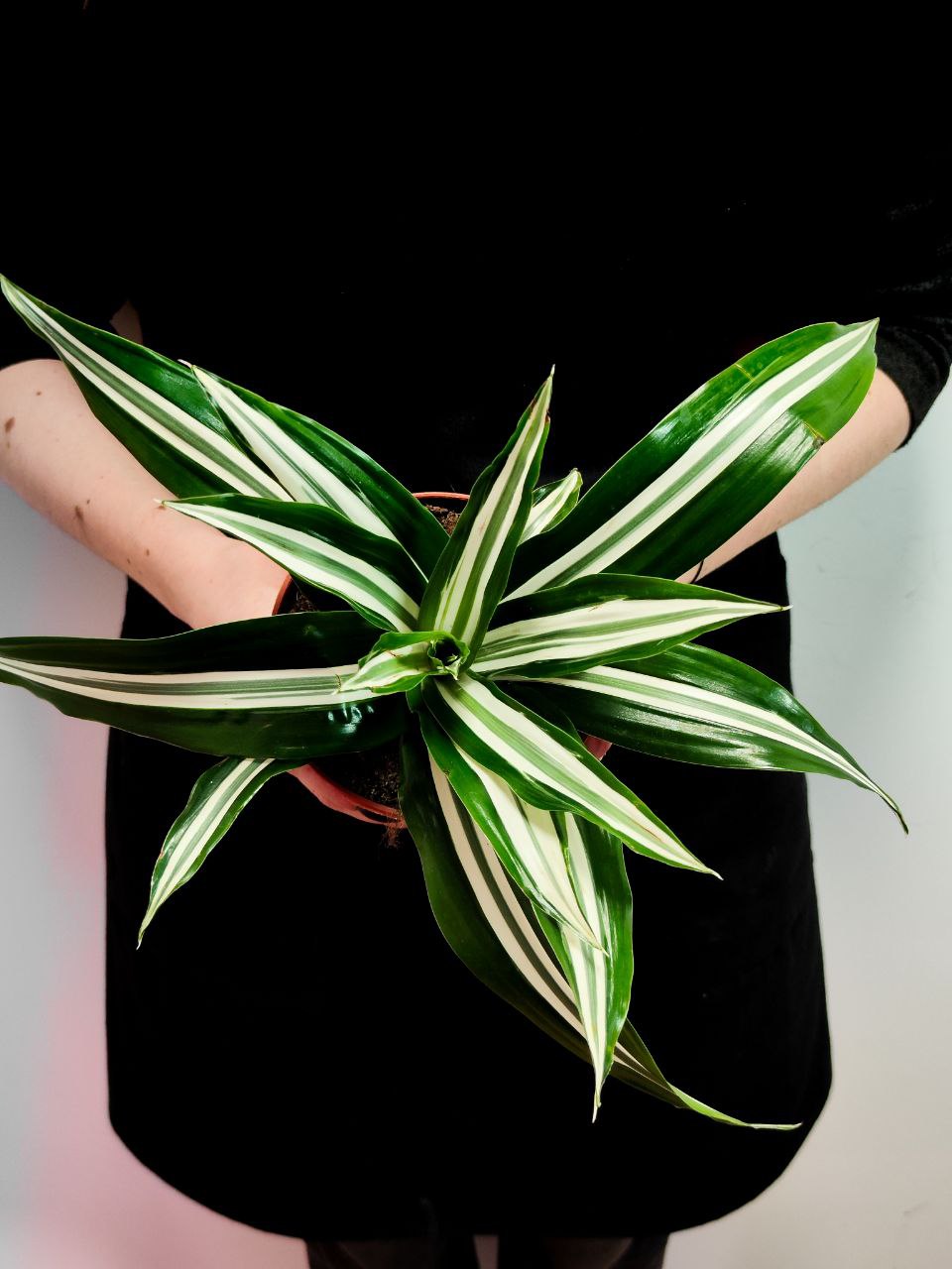 Драцена Душистая Баузи (Dracaena Fragrans Bausei) D12см