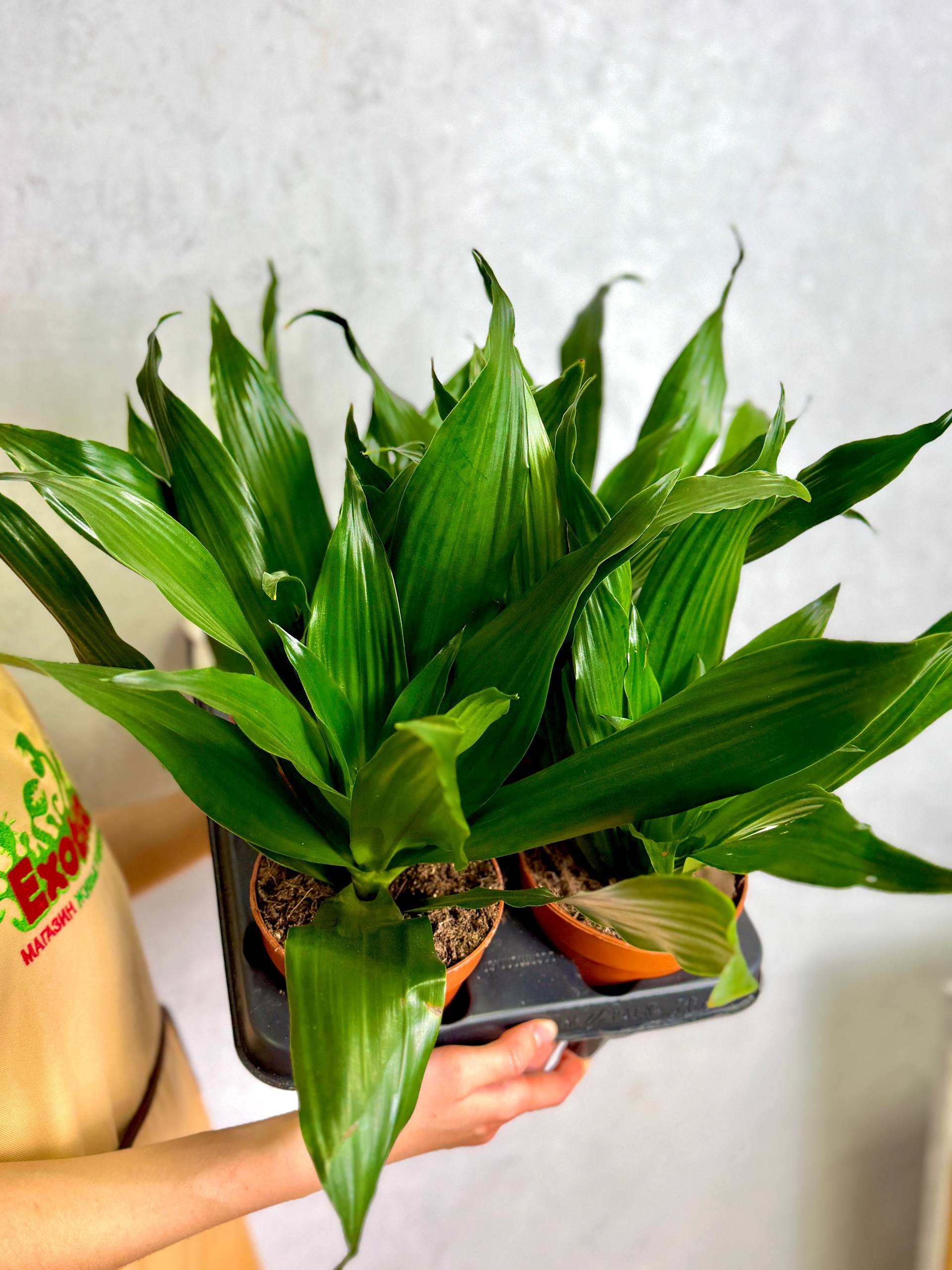 Драцена Джанет Крейг (Dracaena Fragrance Janet Craig) D12см