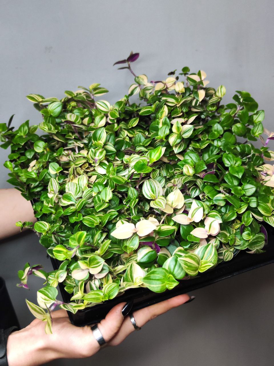 Традесканция Триколор Роза (Tradescantia Tricolor Rosa) D6см