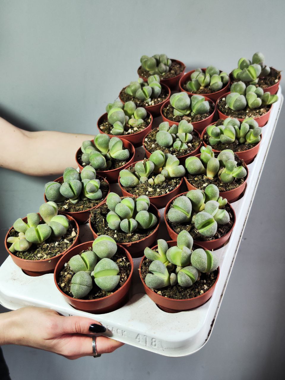 Плейоспилос Нелли Грин (Pleiospilos Nelii Green) D8см