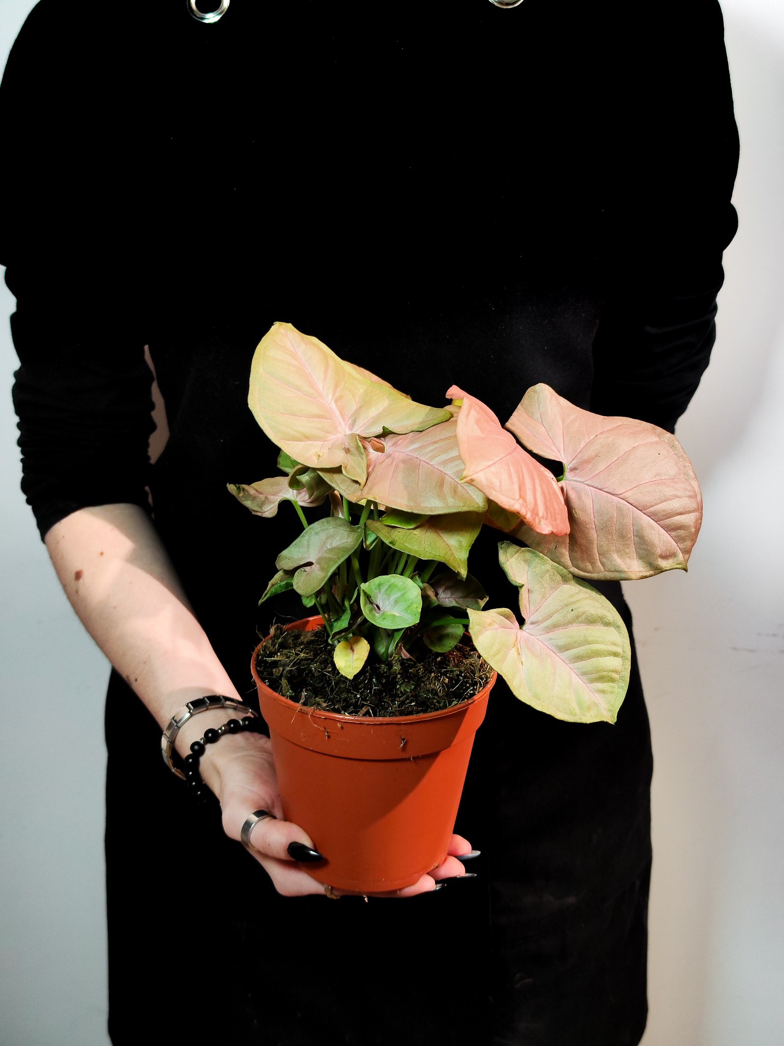 Сингониум Неон Робуста (Syngonium Neon Pobusta) D7см