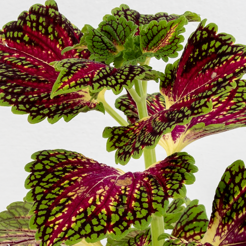 Колеус Спейскейк (Coleus Spacecake) D6см