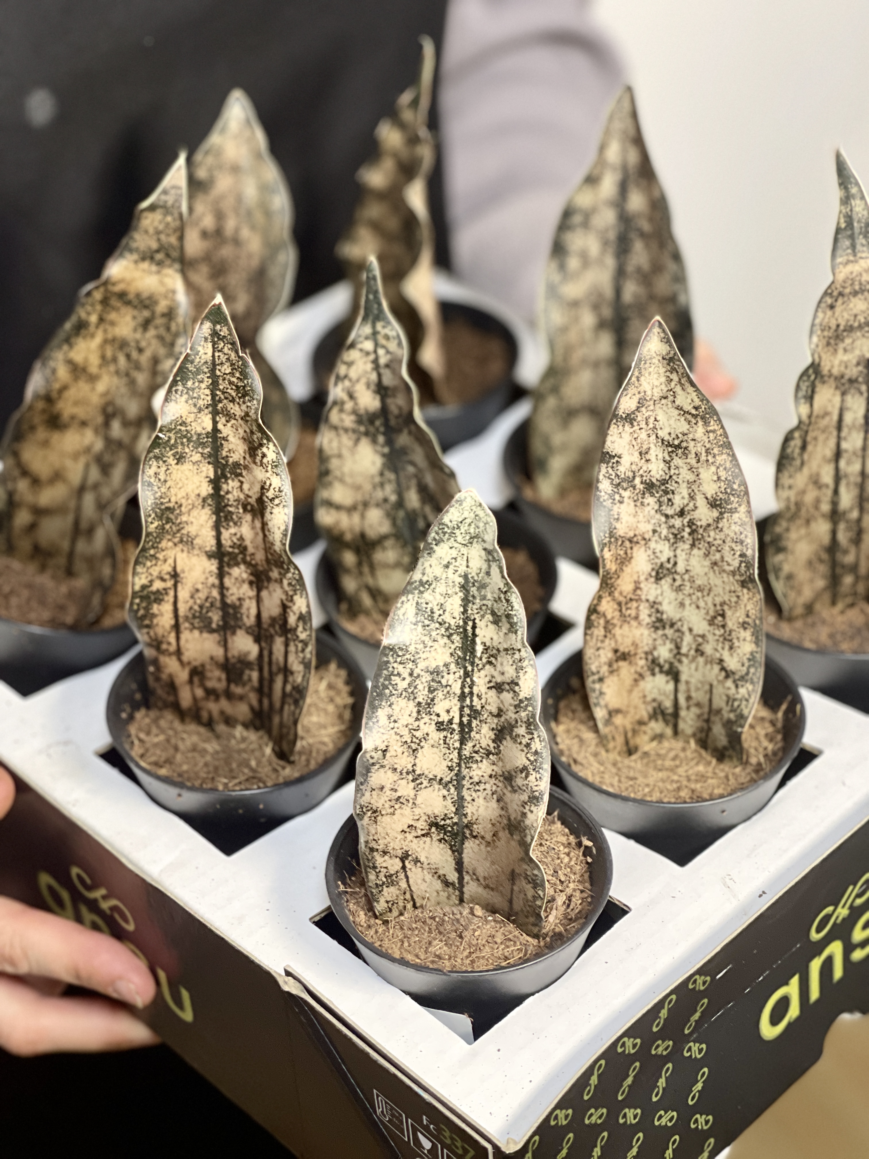 Сансевиерия Стар Каньон Гранит (Sansevieria Star Canyon Granite) D7,5см