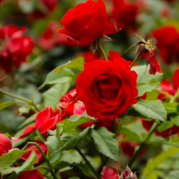 Роза красная комнатная (Rose Red) D9см