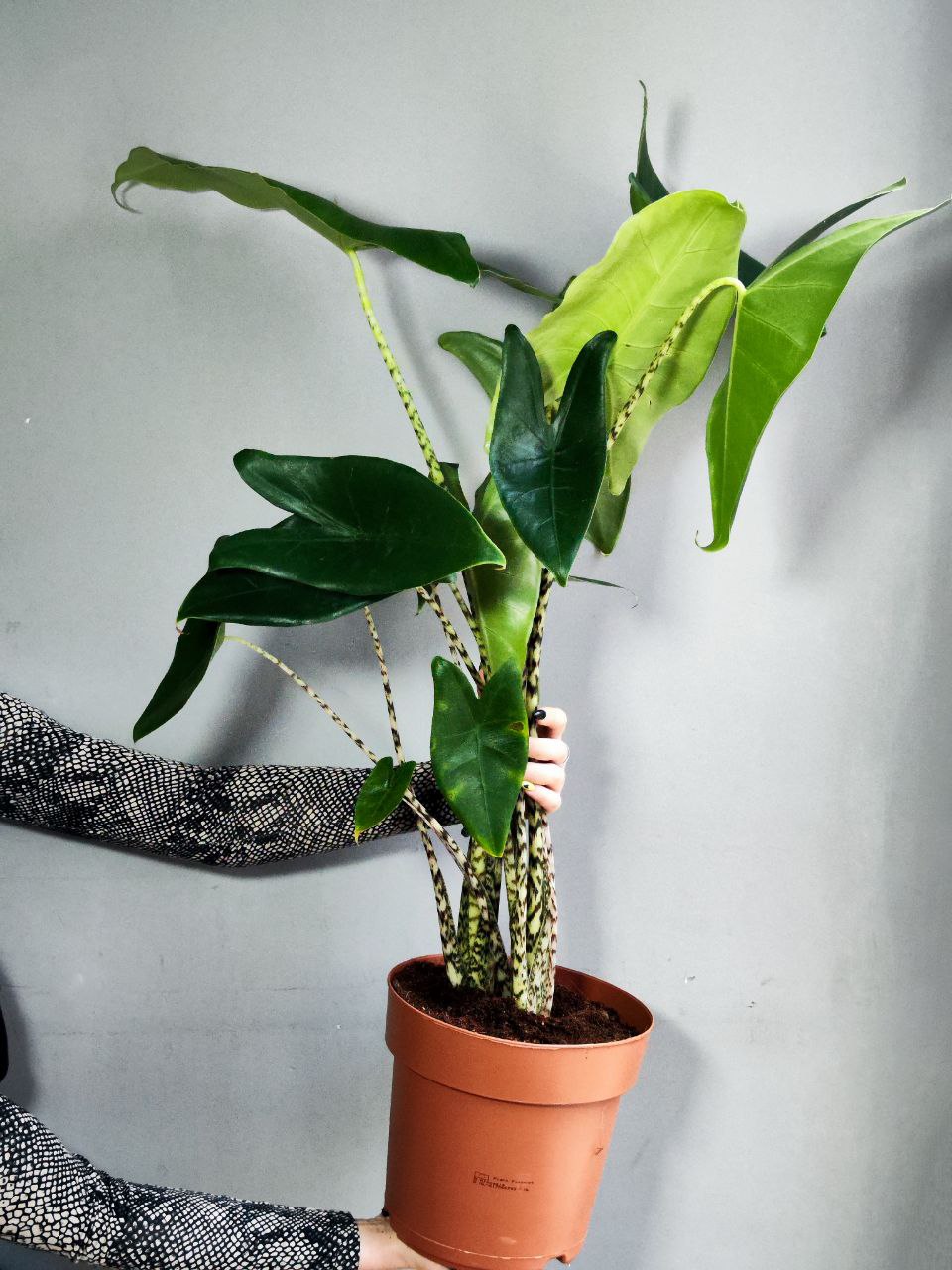 Алоказия Зебрина (Alocasia Zebrina) D21см