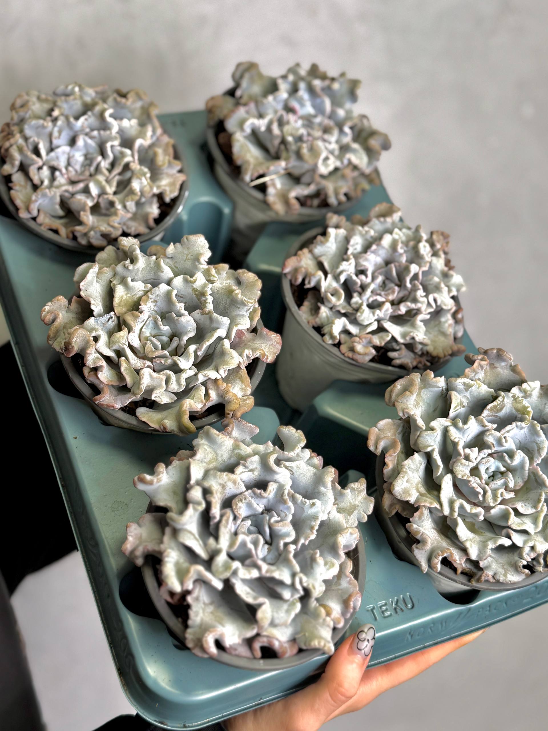 Эхеверия Криспата Бьюти (Echeveria Crispate Beauty) D10см