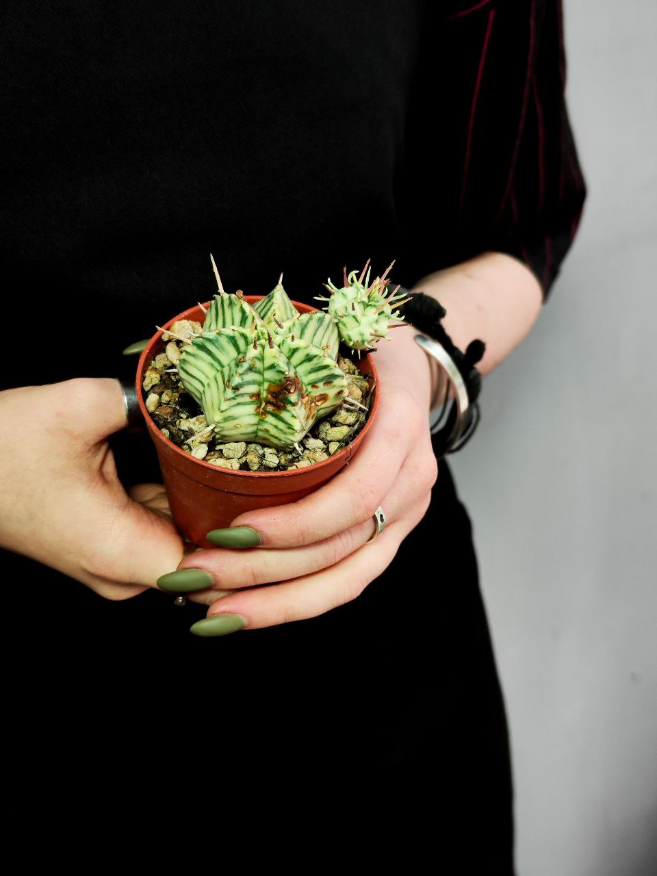 Эуфорбия Уцененная Мелоформис Вариегата (Euphorbia Meloformis Variegata) D6,5см