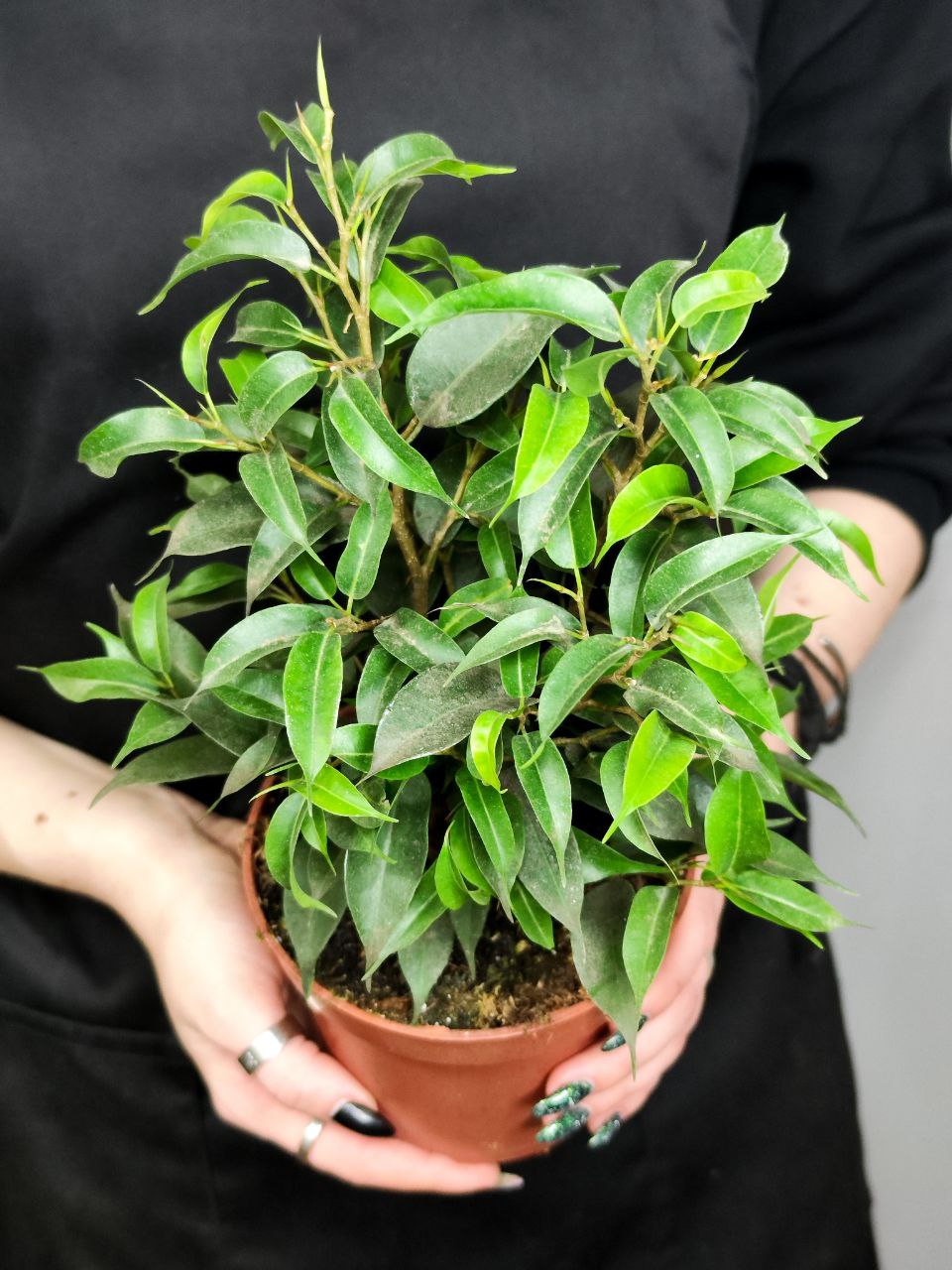 Фикус Бенджамина Наташа (Ficus Benjamina Natasja) D12см