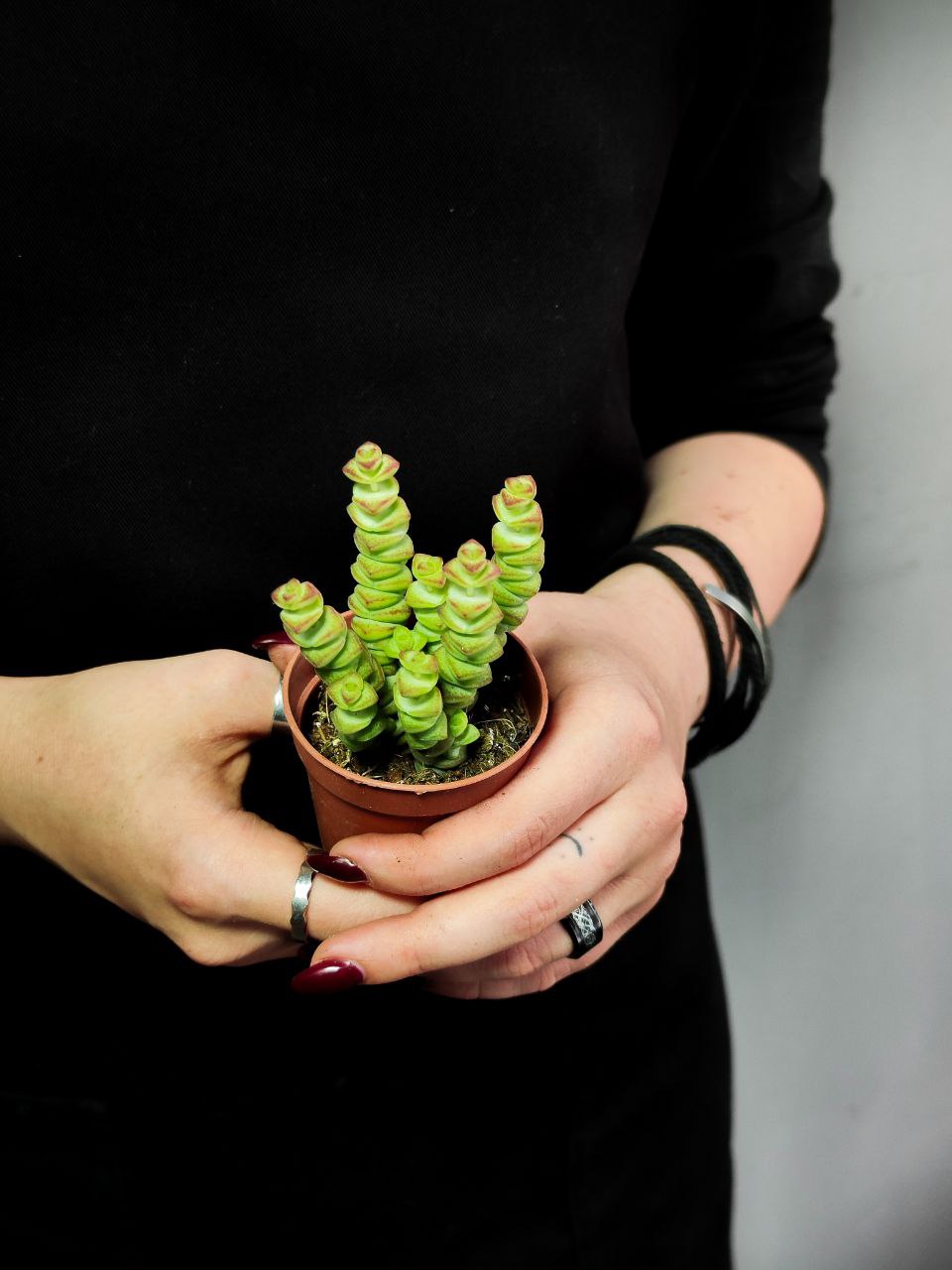 Крассула Марнье (Crassula Marnieriana) D5см