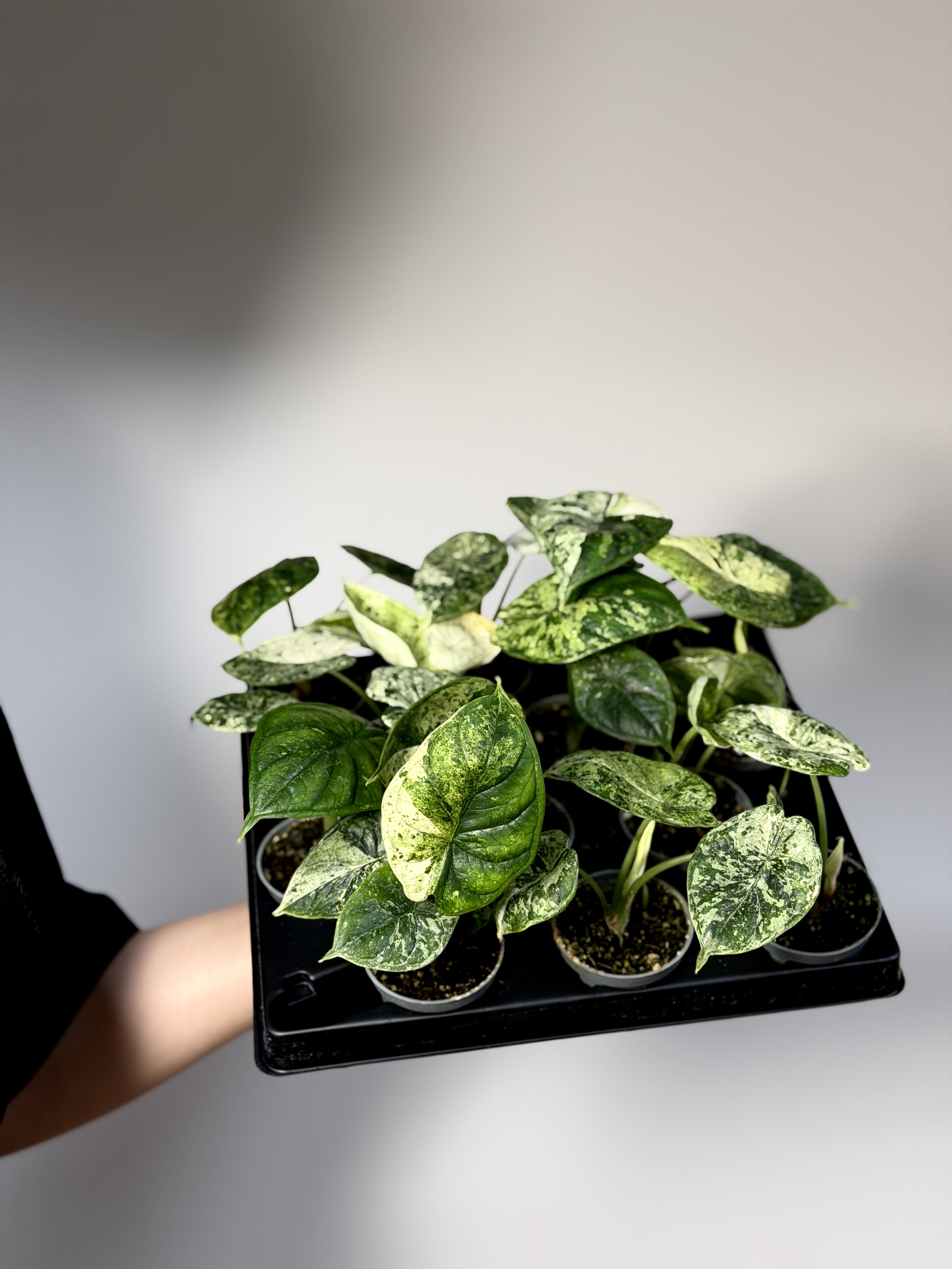 Алоказия Драгон Скейл Минт Вариегатная (Alocasia Dragon Scale Mint Variegata) D6см