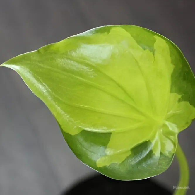 Алоказия Кукулата Вариегатная (Alocasia Cucullata Variegated) D12см