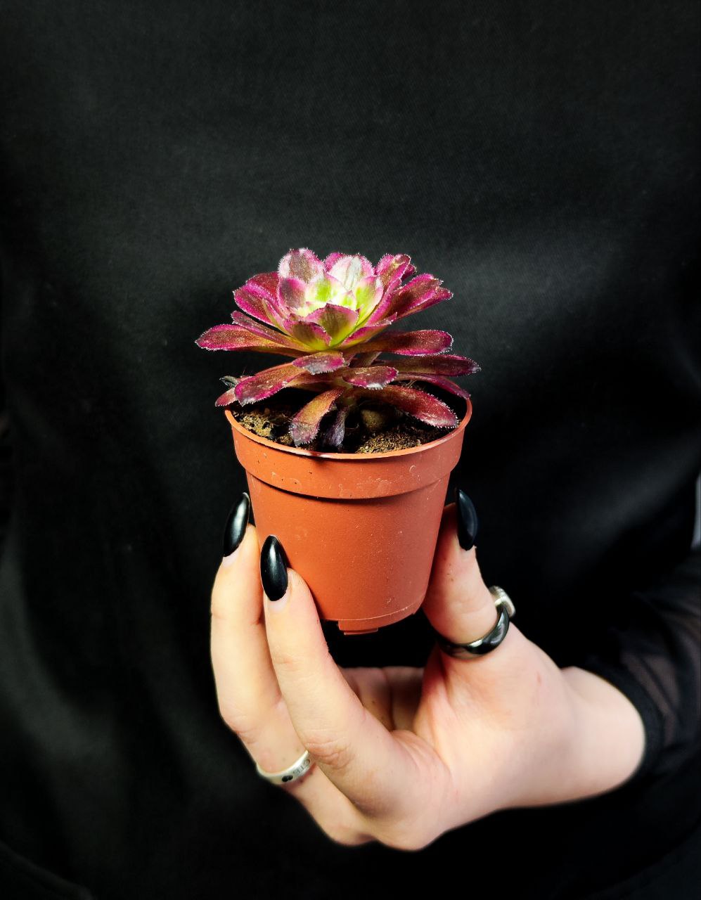 Эониум Марди Грас (Aeonium Mardi Gras) D5см