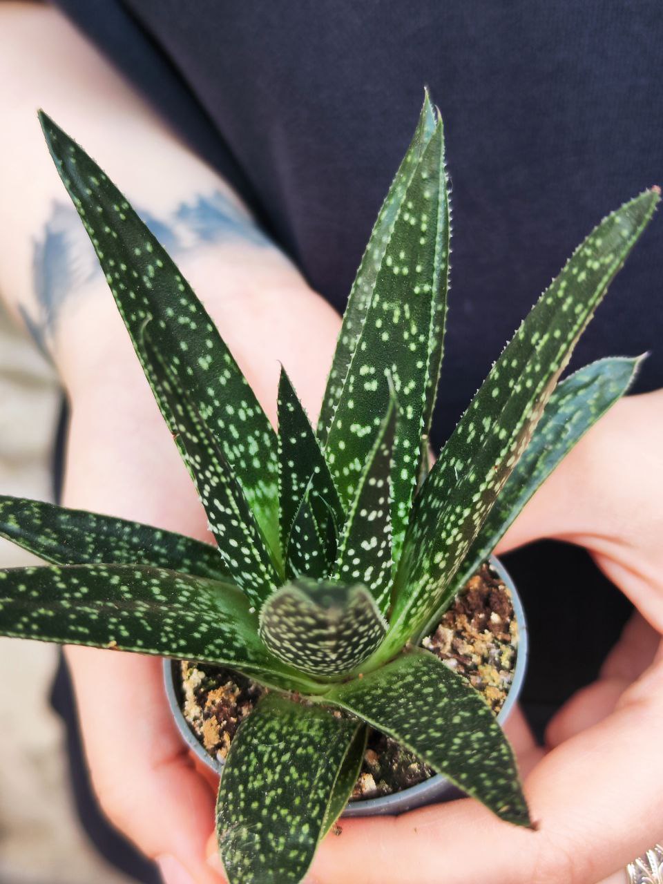 Гастерия Аполло (Gasteria Apollo) D5см
