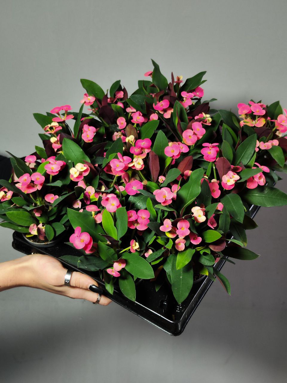 Эуфорбия Миля Розовая (Euphorbia Milii Athene) D6см