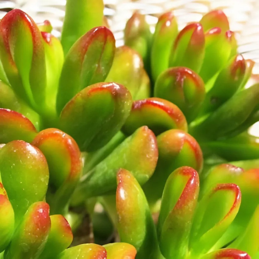Крассула Конволюта (Crassula Convoluta) D5см